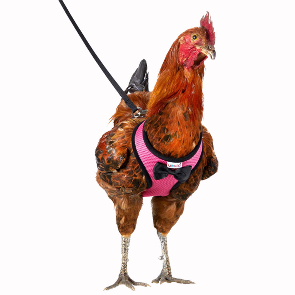 Rooster leash sale